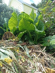 Alocasia macrorrhizos