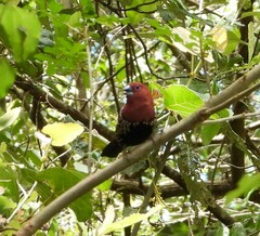 Hypargos margaritatus