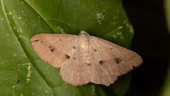 Isturgia penthearia