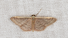 Idaea costaria