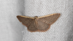 Idaea costaria