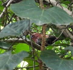 Hypargos margaritatus