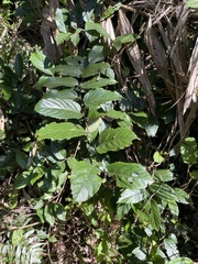 Rubus pyrifolius