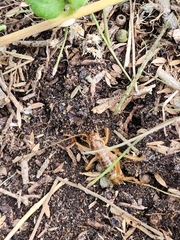 Gryllotalpa australis