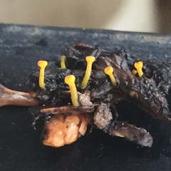 Chloroscypha alutipes