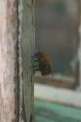 Bombus hypnorum