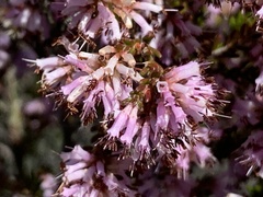 Erica uberiflora
