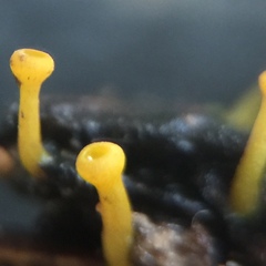 Chloroscypha alutipes