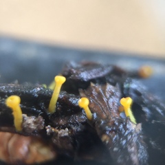 Chloroscypha alutipes