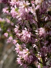 Erica uberiflora