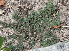 Euphorbia prostrata