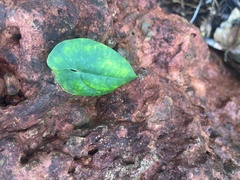 Dioscorea transversa