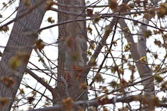 Sciurus vulgaris