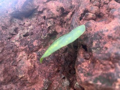 Dioscorea transversa