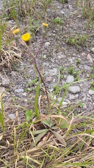 Sonchus arvensis
