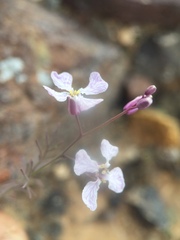 Sibara angelorum