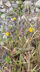 Sonchus arvensis