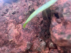 Dioscorea transversa