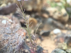 Sibara angelorum