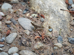 Rana chensinensis