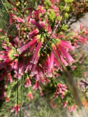 Erica discolor