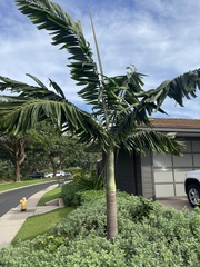 Neoveitchia storckii