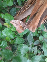 Eryphanis