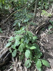 Dichrocephala integrifolia