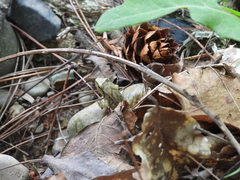 Rana chensinensis
