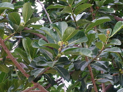 Ficus obtusifolia