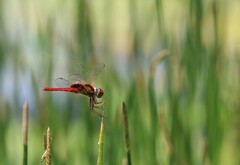 Urothemis aliena
