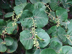 Coccoloba uvifera