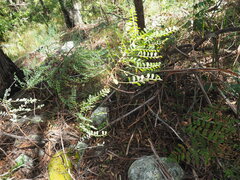 Phyllanthus gunnii