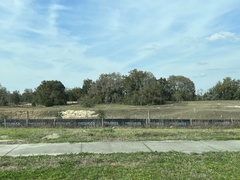 Tillandsia usneoides