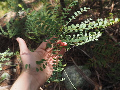 Phyllanthus gunnii
