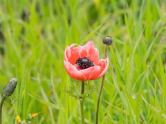 Anemone coronaria