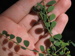 Phyllanthus gunnii