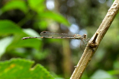 Austrolestes leda