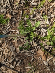 Nemophila phacelioides