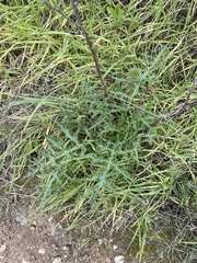 Asteraceae