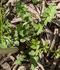 Nemophila phacelioides