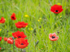 Anemone coronaria