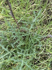 Asteraceae
