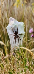 Dolomedes minor
