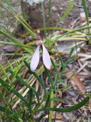 Eriochilus cucullatus
