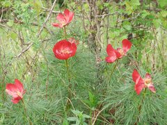 Paeonia tenuifolia