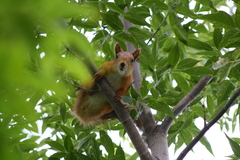 Sciurus vulgaris