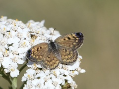 Lycaena tama