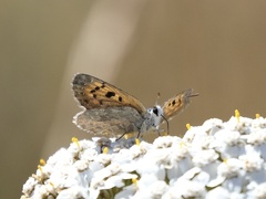 Lycaena tama