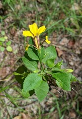 Goodenia grandiflora